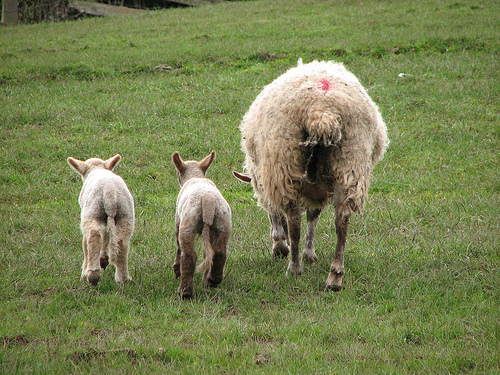 Original photograph of three sheep standing in grass